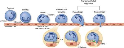 In vitro Studies of Transendothelial Migration for Biological and Drug Discovery